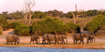 Elefántvadászati engedélyeket árvereztek el Botswanában