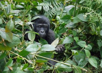 Villámcsapás ölt meg négy ritka hegyi gorillát Ugandában
