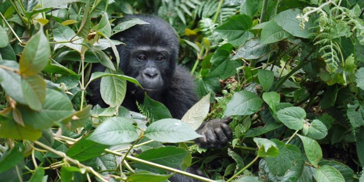 Villámcsapás ölt meg négy ritka hegyi gorillát Ugandában
