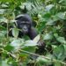 Villámcsapás ölt meg négy ritka hegyi gorillát Ugandában