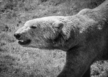 Összeírják a jegesmedvéket Oroszországban