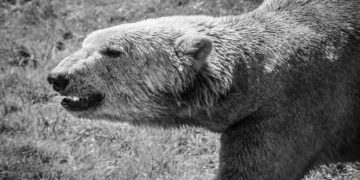 Összeírják a jegesmedvéket Oroszországban