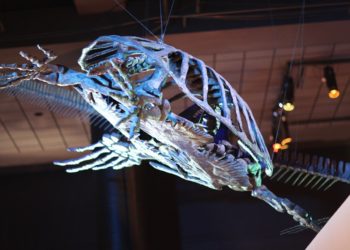 A világ legnagyobb ismert teknősének különleges fosszíliáját fedezték fel Dél-Amerikában