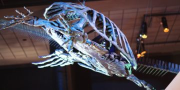 A világ legnagyobb ismert teknősének különleges fosszíliáját fedezték fel Dél-Amerikában