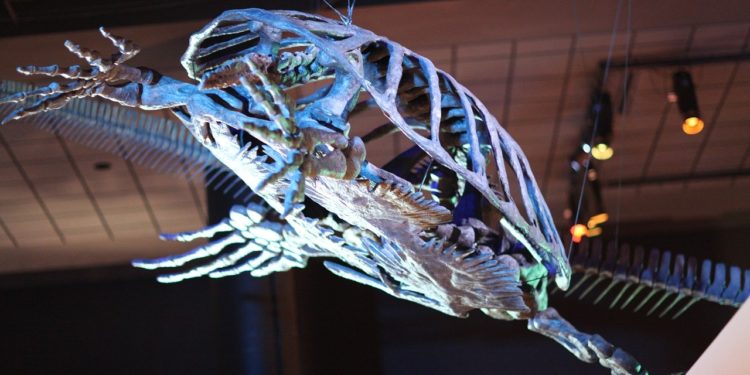 A világ legnagyobb ismert teknősének különleges fosszíliáját fedezték fel Dél-Amerikában