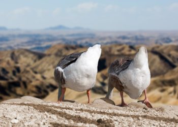 Az algériai elnök a törzsi tanács összehívását kezdeményezte a líbiai válság megoldása érdekében