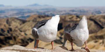 Az algériai elnök a törzsi tanács összehívását kezdeményezte a líbiai válság megoldása érdekében