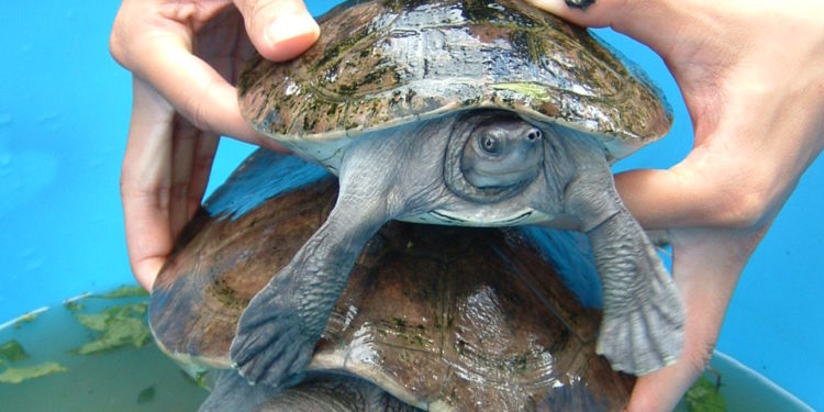 Egy súlyosan veszélyeztetett teknősfaj három fészkét fedezték fel Kambodzsában