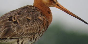 A nagy goda védelmében indult aláírásgyűjtés Hollandiában a lisszaboni repülőtér-építés ellen
