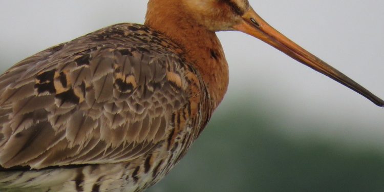 A nagy goda védelmében indult aláírásgyűjtés Hollandiában a lisszaboni repülőtér-építés ellen