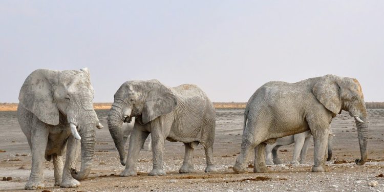 „Döbbenetes” mértékű az illegális vadkereskedelem Délkelet-Ázsiában