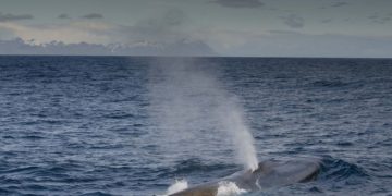 Rekordszámú kék bálna gyűlt össze az Atlanti-óceánon fekvő Déli-Georgia szigetnél