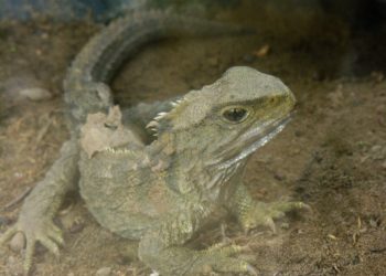 Kétszáznegyvenmillió éves törpeszauruszt fedeztek fel Németországban