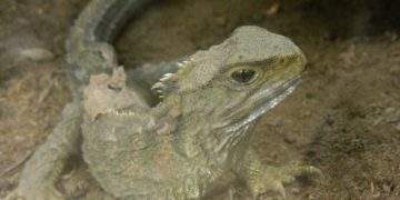 Kétszáznegyvenmillió éves törpeszauruszt fedeztek fel Németországban