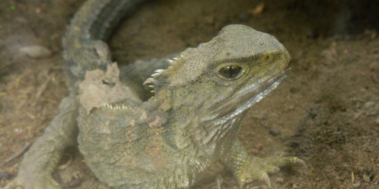 Kétszáznegyvenmillió éves törpeszauruszt fedeztek fel Németországban