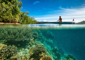 „Okoshorgokkal” védik a cápákat a Nagy-korallzátonynál