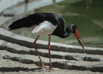 Idén is élőben követhető a gemenci fekete gólyák élete