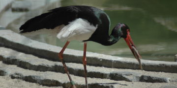 Idén is élőben követhető a gemenci fekete gólyák élete