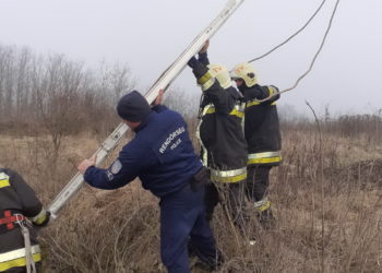 KÚTBA ESETT KUTYÁT MENTETTEK