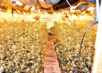 Óriási kábítószer-ültetvényt számoltak fel Kecelen