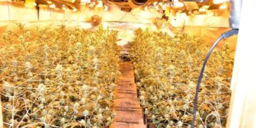 Óriási kábítószer-ültetvényt számoltak fel Kecelen