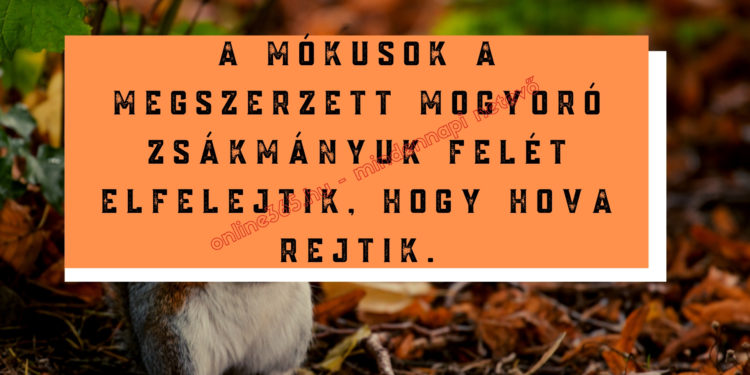Mindennapi Netevő