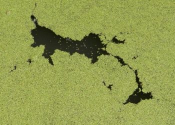 Jövőben is számítani kell a Balaton algásodására