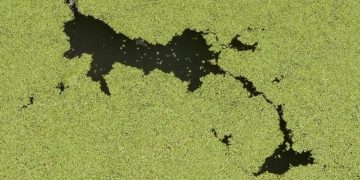 Jövőben is számítani kell a Balaton algásodására