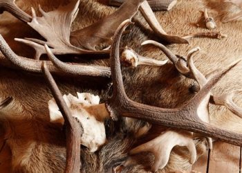 Illegális a hullajtott agancsok engedély nélküli gyűjtése