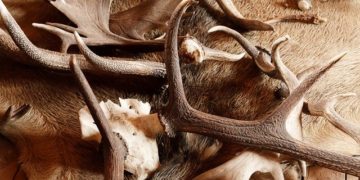 Illegális a hullajtott agancsok engedély nélküli gyűjtése