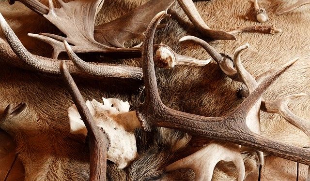 Illegális a hullajtott agancsok engedély nélküli gyűjtése