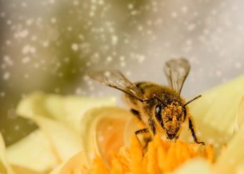 Nagy István: méhcsaládonként ezer forintnyi támogatást kaphatnak a méhészek