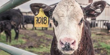 LMP: éghajlatbarát mezőgazdasági formákat támogasson Brüsszel!