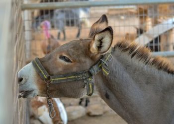 Az NVB elfogadta a ketreces állattartás beszüntetéséért gyűjtött aláírások ellenőrzéséről szóló jelentést