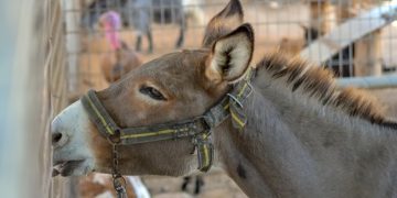 Az NVB elfogadta a ketreces állattartás beszüntetéséért gyűjtött aláírások ellenőrzéséről szóló jelentést