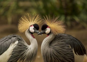 India madárpopulációja jelentősen megfogyatkozott az elmúlt évtizedekben