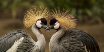 India madárpopulációja jelentősen megfogyatkozott az elmúlt évtizedekben