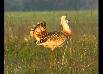 AM: gyarapodott a hazai túzokállomány