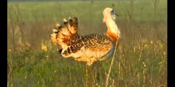 AM: gyarapodott a hazai túzokállomány