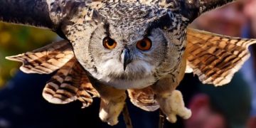 A baglyok költését műfészkekkel, költőládákkal lehet segíteni