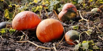 Vegyszermentes közösségi termelés  országos mintaprogram Ajkán