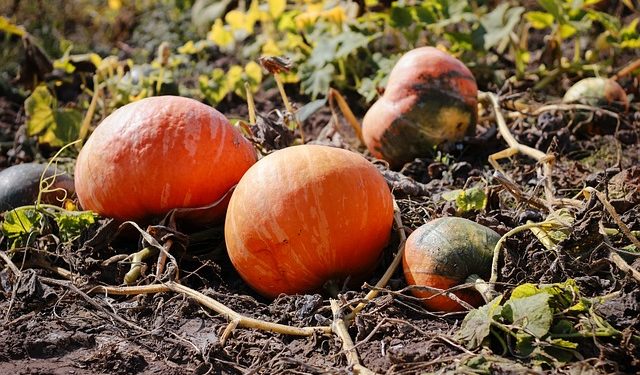 Vegyszermentes közösségi termelés  országos mintaprogram Ajkán