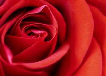 Valentin nap előtt többet költenek az interneten is egy elemzés szerint