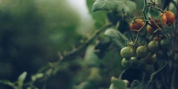 ITM-államtitkár: négymilliárd forint értékben jelennek meg hamarosan zöld gazdaságfejlesztési pályázatok