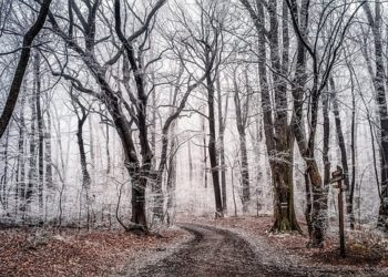 Magyar Nemzet – Helyettes államtitkár felel az erdőkért