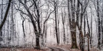 Magyar Nemzet – Helyettes államtitkár felel az erdőkért