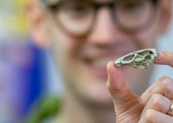 A legrégebbi ismert modern madár kövületeit tárták fel Belgiumban