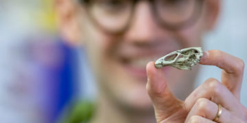 A legrégebbi ismert modern madár kövületeit tárták fel Belgiumban