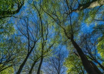 Az erdők korai kizöldülése melegíti fel a levegőt az északi féltekén