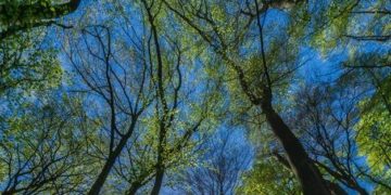 Az erdők korai kizöldülése melegíti fel a levegőt az északi féltekén